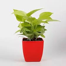 پخش کننده گلدان پلاستیکی ارزان در مشهد
